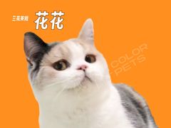 -COLOR PETS 撸猫馆·购猫·猫咖(长风大悦城店)