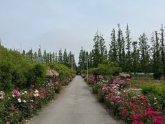 -上海长兴岛郊野公园