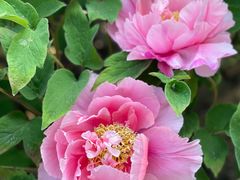 -莲花池公园
