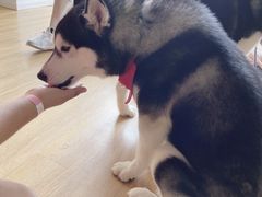 -Husky Go! 哈士奇体验馆·宠物咖啡厅狗咖