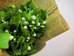 -双季花艺园艺市场(浦东店)