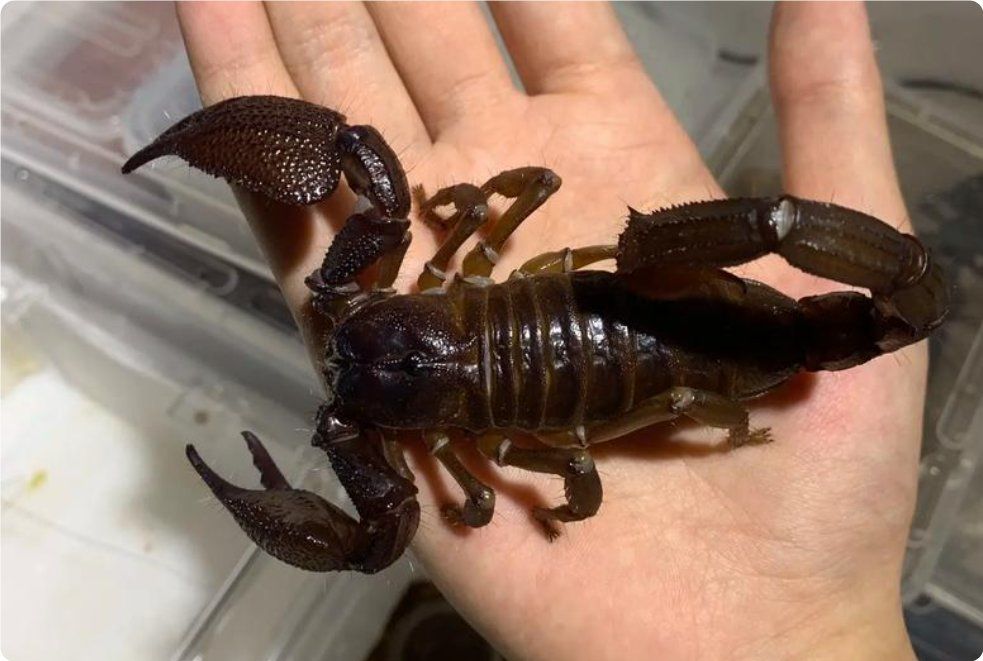 灭蝎子用什么药最好用?