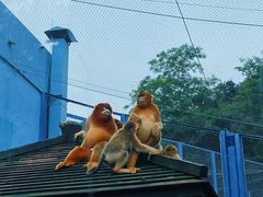 -大连森林动物园