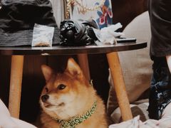 -逗柴咖啡屋·狗咖猫咖宠物桌游