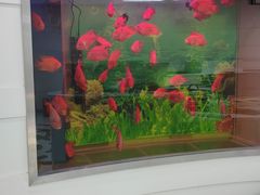 -雅悦齿科(顾村公园店)