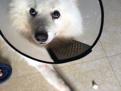 -良成狗狗乐园