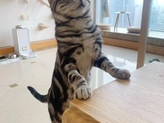 -Catmate·猫肥家润(金润铂宫店)