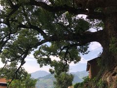-杨家堂村
