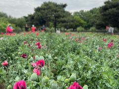 -国家植物园南园