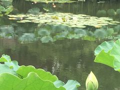 -陈家山荷花公园