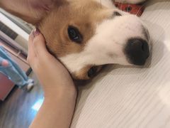 -浣熊柯尔鸭土拨鼠·电玩咖