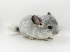 -龙猫仔乐园(惠福东路店)