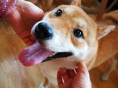 -柴犬高等学院·狗咖·柴犬售卖·宠物训练