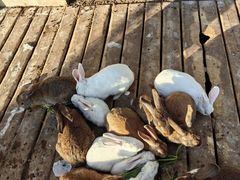 -北京鹿世界主题园