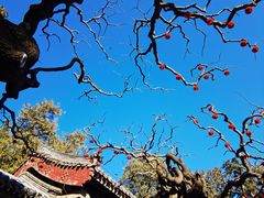 -颐和园