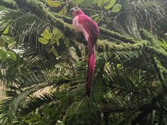 -呀路古热带植物园