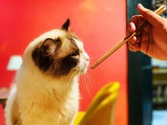 -猫色咖啡·猫咖