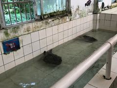 -广东惠东海龟国家级自然保护区