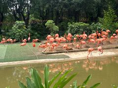 -广州长隆飞鸟乐园