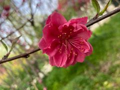 -南汇桃花村