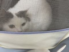 -宠颐生猫科·内科皮肤科(西平世纪城店)