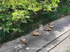 -大连森林动物园