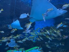-海合安成都极地海洋公园