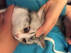 傻傻猫猫大本营-Bastet sally猫舍购宠(静安店)