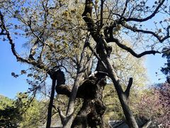 -潭柘寺景区