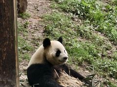 -都江堰中华大熊猫苑