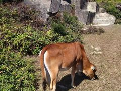 -大姆山草场