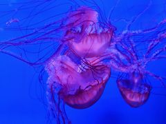 -暹罗海洋世界