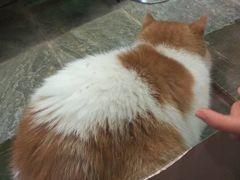 -猫咪博物馆(顶澳仔猫街店)