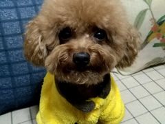 -米苏动物医院·犬猫专科·骨科外科内窥镜