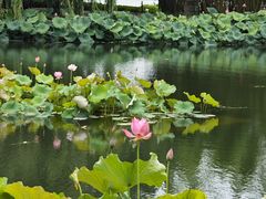 -金银湖国家城市湿地公园