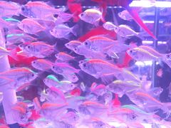 -花鸟鱼虫鲜花绿植市场(玉泉路店)