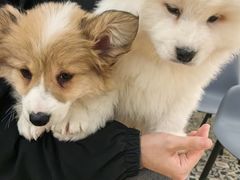 -Let's go狗咖·猫咖·奶狗·桌游(春熙路IFS店)