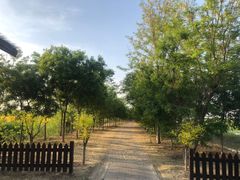 -西青郊野公园