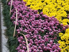 -西湖外事游船(花港观鱼码头)