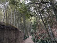 -缙云山景区
