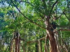 -中国科学院西双版纳热带植物园