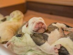 -皮特动物医院(24小时店)