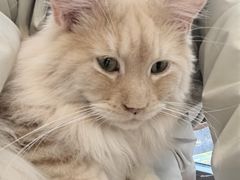 -和它·交个朋友·狗咖猫咖(爱琴海店)
