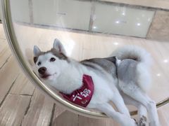 -Husky Go! 哈士奇体验馆·宠物咖啡厅狗咖
