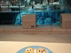 -帝企鹅自助餐厅•儿童岛•真企鹅(长隆企鹅酒店)