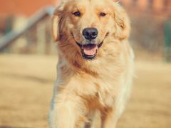 -趣玩宠物乐园寄养训犬训狗游泳池