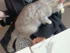 -喵园·猫主题咖啡厅·撸猫·猫咖(国贸店)
