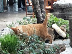 -喵屿·大理花园猫咖