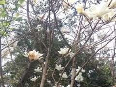 景点-广州市流溪河国家森林公园