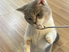 -喵小馆·猫咖狗咖猪咖·饮品店